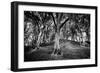 Woods at County Tipperary, Ireland-Simon Marsden-Framed Giclee Print