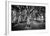 Woods at County Tipperary, Ireland-Simon Marsden-Framed Giclee Print