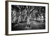 Woods at County Tipperary, Ireland-Simon Marsden-Framed Giclee Print