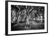 Woods at County Tipperary, Ireland-Simon Marsden-Framed Giclee Print