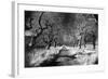 Woods at Loch Fynne, Argyllshire, Scotland-Simon Marsden-Framed Giclee Print