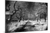 Woods at Loch Fynne, Argyllshire, Scotland-Simon Marsden-Mounted Giclee Print