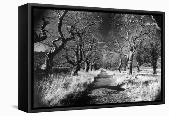 Woods at Loch Fynne, Argyllshire, Scotland-Simon Marsden-Framed Stretched Canvas