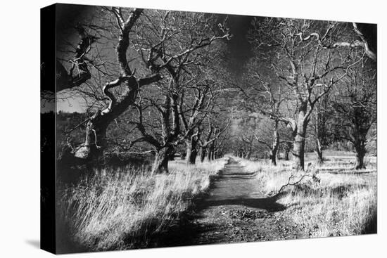 Woods at Loch Fynne, Argyllshire, Scotland-Simon Marsden-Stretched Canvas