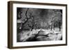 Woods at Loch Fynne, Argyllshire, Scotland-Simon Marsden-Framed Giclee Print