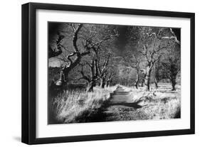Woods at Loch Fynne, Argyllshire, Scotland-Simon Marsden-Framed Giclee Print
