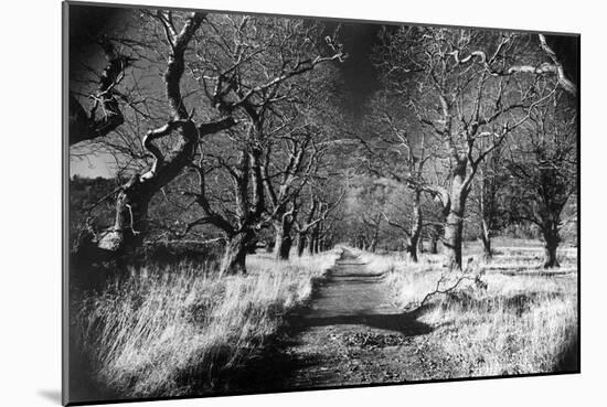 Woods at Loch Fynne, Argyllshire, Scotland-Simon Marsden-Mounted Giclee Print