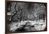 Woods at Loch Fynne, Argyllshire, Scotland-Simon Marsden-Framed Giclee Print