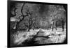 Woods at Loch Fynne, Argyllshire, Scotland-Simon Marsden-Framed Giclee Print