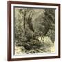 Woods Austria 1891-null-Framed Giclee Print