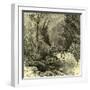 Woods Austria 1891-null-Framed Giclee Print