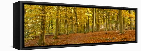 Woods in Autumn Time, Surrey, England, Uk-Jon Arnold-Framed Stretched Canvas