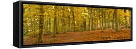 Woods in Autumn Time, Surrey, England, Uk-Jon Arnold-Framed Stretched Canvas