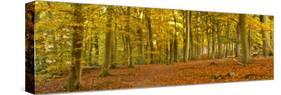 Woods in Autumn Time, Surrey, England, Uk-Jon Arnold-Stretched Canvas