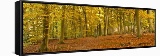 Woods in Autumn Time, Surrey, England, Uk-Jon Arnold-Framed Stretched Canvas