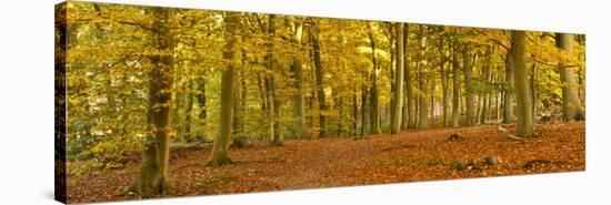 Woods in Autumn Time, Surrey, England, Uk-Jon Arnold-Stretched Canvas