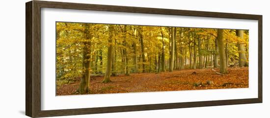 Woods in Autumn Time, Surrey, England, Uk-Jon Arnold-Framed Photographic Print