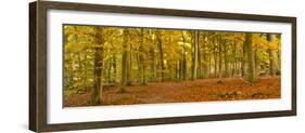 Woods in Autumn Time, Surrey, England, Uk-Jon Arnold-Framed Photographic Print