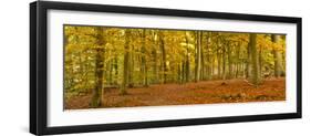 Woods in Autumn Time, Surrey, England, Uk-Jon Arnold-Framed Photographic Print