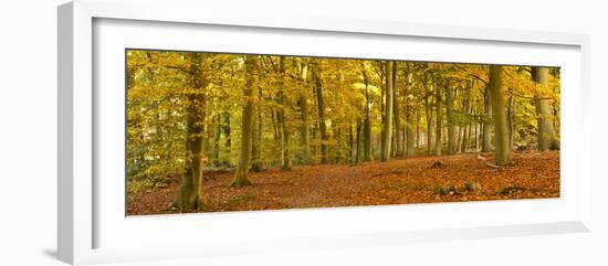 Woods in Autumn Time, Surrey, England, Uk-Jon Arnold-Framed Photographic Print