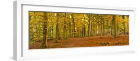 Woods in Autumn Time, Surrey, England, Uk-Jon Arnold-Framed Photographic Print
