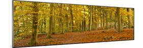 Woods in Autumn Time, Surrey, England, Uk-Jon Arnold-Mounted Photographic Print