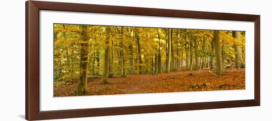 Woods in Autumn Time, Surrey, England, Uk-Jon Arnold-Framed Photographic Print