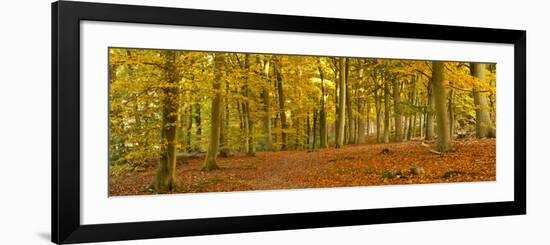 Woods in Autumn Time, Surrey, England, Uk-Jon Arnold-Framed Photographic Print