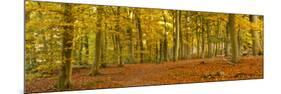 Woods in Autumn Time, Surrey, England, Uk-Jon Arnold-Mounted Photographic Print