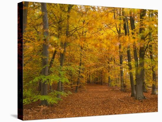 Woods in Autumn Time, Surrey, England, Uk-Jon Arnold-Stretched Canvas