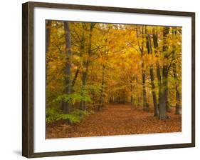 Woods in Autumn Time, Surrey, England, Uk-Jon Arnold-Framed Photographic Print