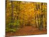 Woods in Autumn Time, Surrey, England, Uk-Jon Arnold-Mounted Photographic Print