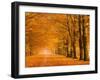 Woods in autumn-Pangea Images-Framed Art Print