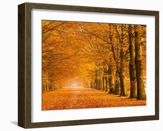 Woods in autumn-Pangea Images-Framed Art Print