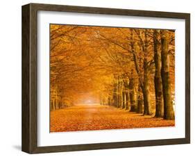 Woods in autumn-Pangea Images-Framed Art Print