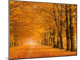 Woods in autumn-Pangea Images-Mounted Art Print