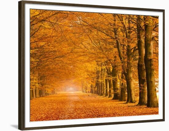 Woods in autumn-Pangea Images-Framed Art Print