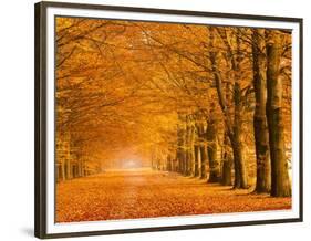 Woods in autumn-Pangea Images-Framed Art Print