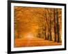 Woods in autumn-Pangea Images-Framed Art Print