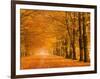 Woods in autumn-Pangea Images-Framed Art Print