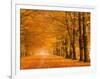 Woods in autumn-Pangea Images-Framed Art Print