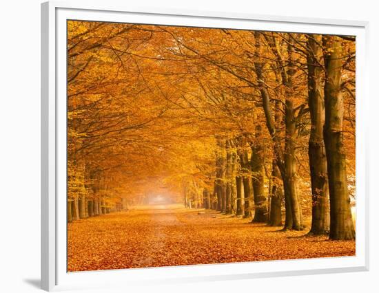 Woods in autumn-Pangea Images-Framed Art Print