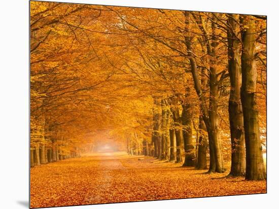 Woods in autumn-Pangea Images-Mounted Art Print