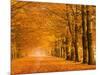 Woods in autumn-Pangea Images-Mounted Art Print