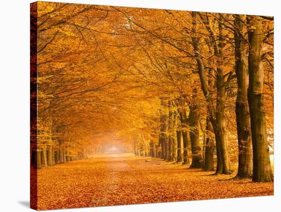 Woods in autumn-Pangea Images-Stretched Canvas