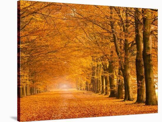 Woods in autumn-Pangea Images-Stretched Canvas