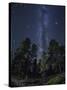 Woods in Bryce Canyon National Park at Night-Jon Hicks-Stretched Canvas