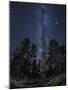 Woods in Bryce Canyon National Park at Night-Jon Hicks-Mounted Photographic Print
