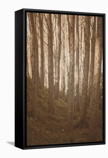 Woods in Sunlight-Steve Allsopp-Framed Stretched Canvas