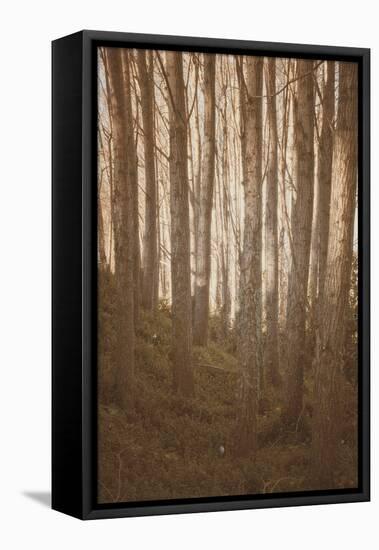 Woods in Sunlight-Steve Allsopp-Framed Stretched Canvas